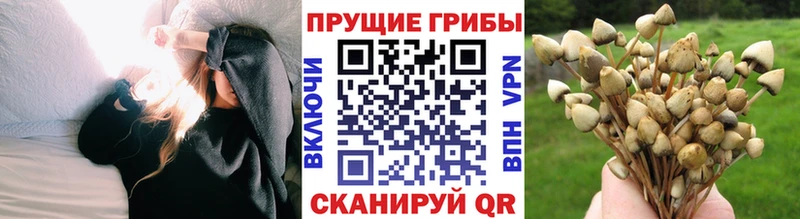 Галлюциногенные грибы Psilocybe цена Заозёрный